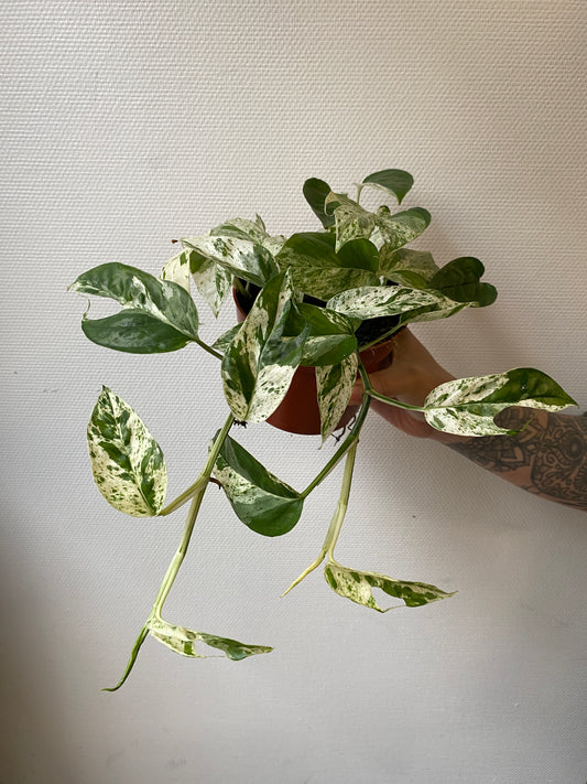 Epipremnum Pinnatum Marble Variegata