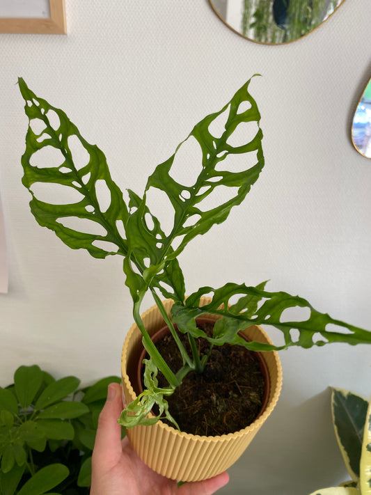 Monstera Obliqua Peru