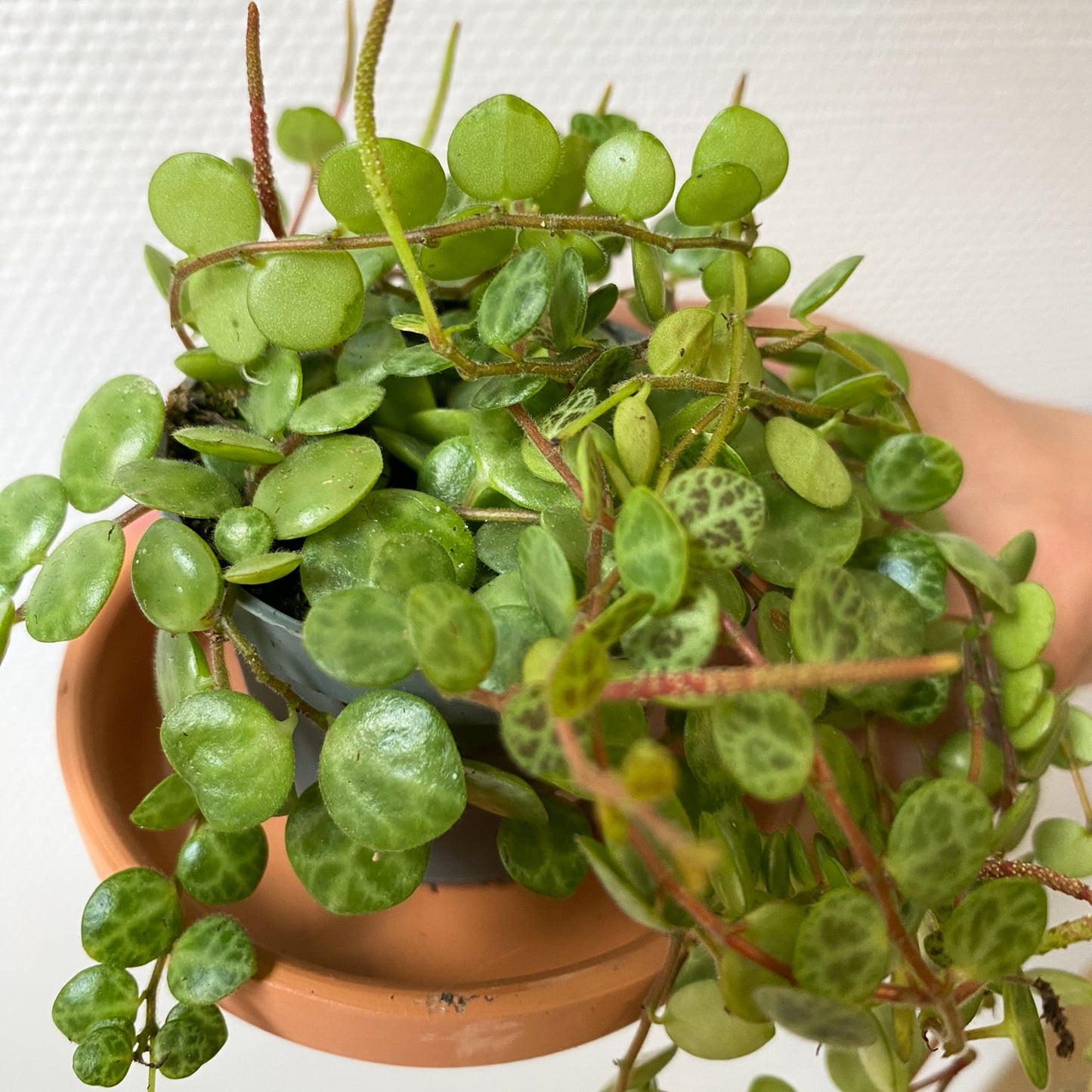 Peperomia prostrata "String of Turtles"