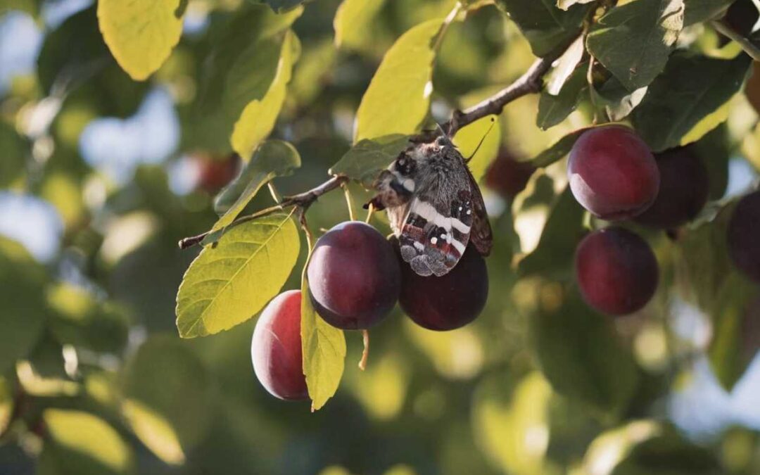 Carpocapse de la Prune : comment détecter sa présence ?